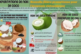 Exportations de noix de coco, nouvelle filière prometteuse pour l'économie vietnamienne