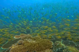 Côn Dao est aujourd’hui une destination écotouristique remarquable au Vietnam. Photo: VNA