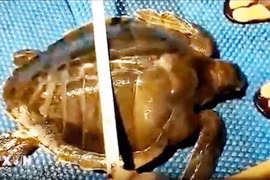 L'individu de tortue olivâtre déjà relâché à Binh Dinh. Photo: VNA