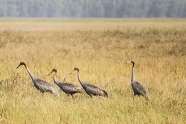 Des grues antigones observées au Parc national de Tram Chim. Photo: VNA
