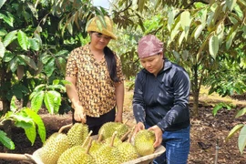 Le durian a largement contribué au rebond des exportations de fruits et légumes au premier semestre. Photo: VNA