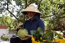 Dong Thap dispose actuellement environ 4 364 hectares consacrés à la culture du pamplemousse, avec une production annuelle dépassant 65.000 tonnes. Photo: VNA