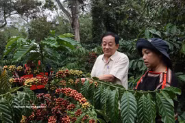 En mars 2025, le ministère de la Culture, des Sports et du Tourisme a officiellement inscrit les « Connaissances relatives à la culture et à la transformation du café de Dak Lak » sur la liste du patrimoine culturel immatériel national. Photo: VNA