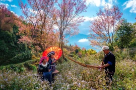 Les festivals du Khen (flûte de Pan) et des fleurs de pêcher sauvage de l'ethnie Mong, et les activités en l'honneur du Nouvel An sont prévus du 27 décembre 2024 au 2 janvier 2025. Photo: VNA