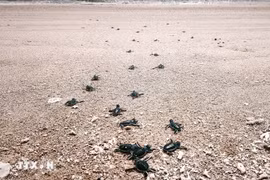 Une fois éclos, les bébés tortues creusent leur chemin vers la mer. Photo: VNA