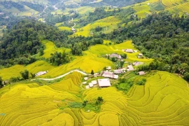 Niché à plus de 1.000 mètres d’altitude dans les hautes montagnes de Tây Côn Linh, le hameau de Xa Phin, commune de Thanh Thuy, province de Tuyên Quang, attire les regards par son paysage singulier. Les maisons aux toits de palmes recouverts de mousse, les rizières en terrasses ondulant autour des pentes montagneuses composent un décor naturel à la fois sauvage et poétique. Photo: VNA