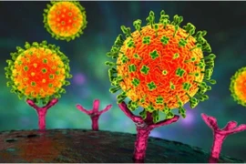 Aucun cas de virus Nipah n'a été détecté au Vietnam. Photo: suckhoedoisong.vn