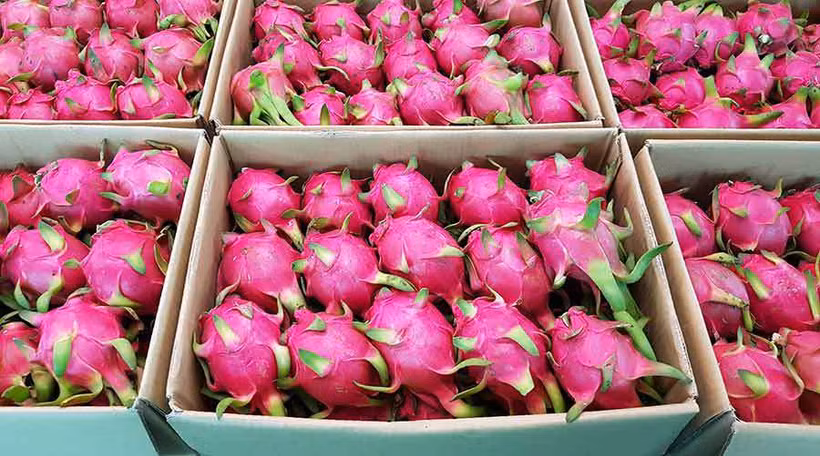 Le Vietnam exporte pour la première fois des fruits du dragon à chair rouge et jaune vers le marché saoudien. Photo. congthuong.vn