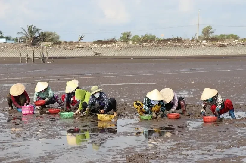 Exploitation des palourdes dans le delta du Mékong. Photo: VNA
