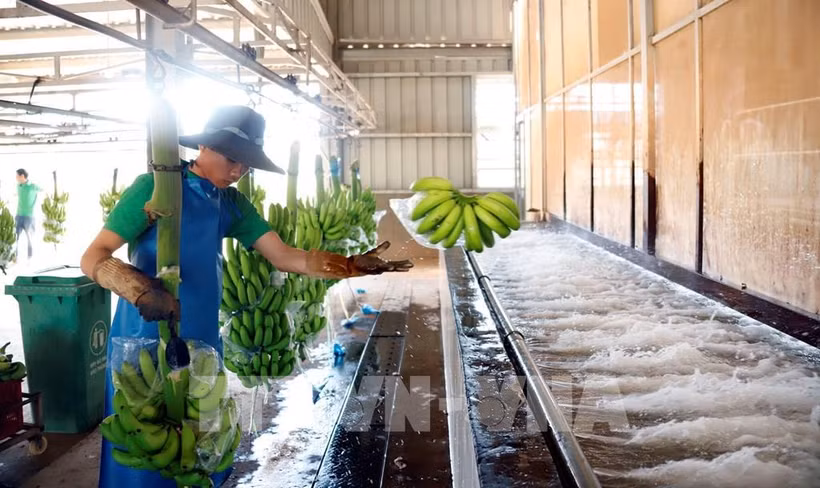 Des ouvriers travaillent dans une usine de transformation de bananes de la Société agricole du sud du Laos du groupe THACO. Photo; VNA
