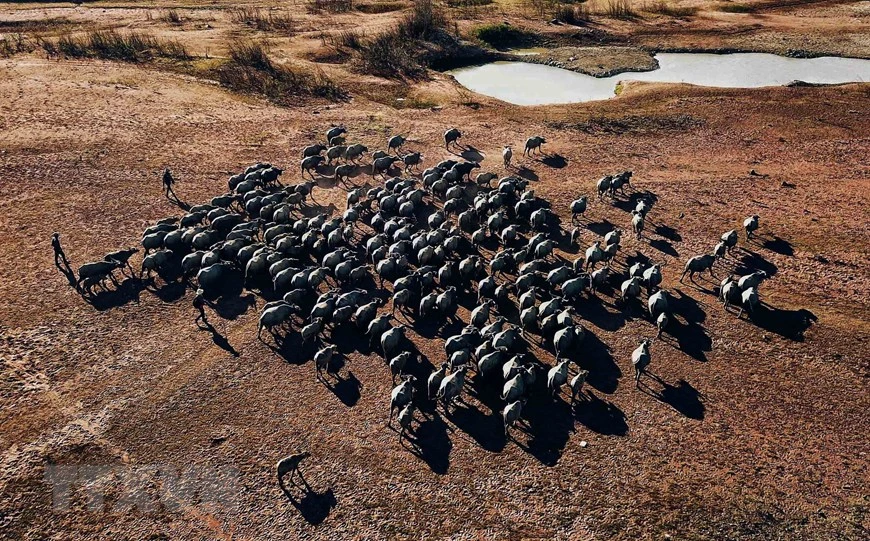 Buffles à la recherche de sources d'eau dans la région du lac Suoi Da vu d'en haut.