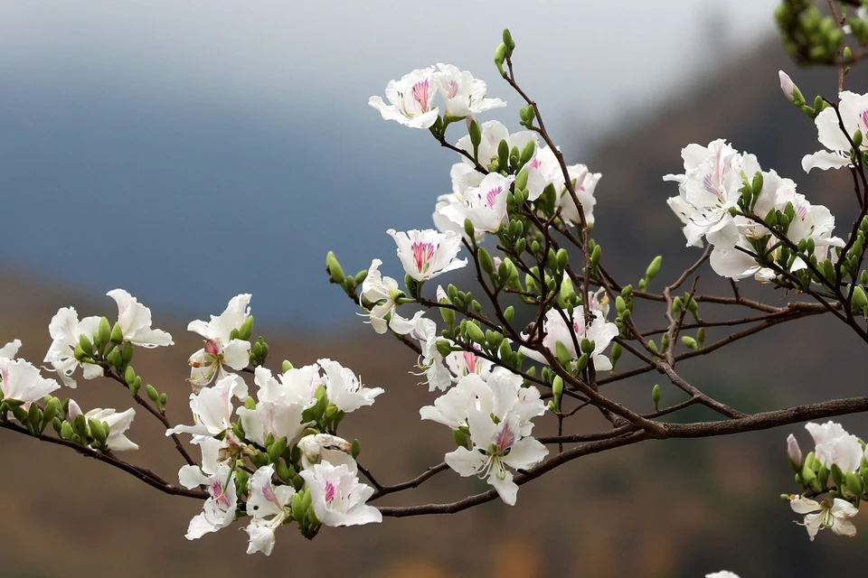 La bauhinie est une fleur typique de Diên Biên et de la région du Nord-Ouest. Le Festival des fleurs de bauhinie de Diên Biên a débuté le 16 mars sur la place du 7 mai.