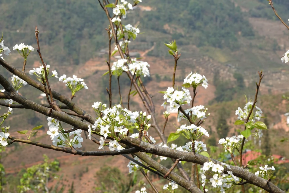 Les fleurs de poirier, qui se regroupent en grappes, peuvent garder leur superbe pendant deux à trois semaines.