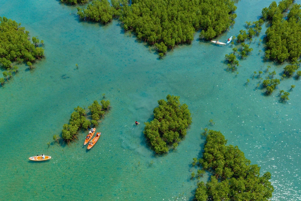 La mangrove de Dâm Bây est une destination appréciée de nombreux touristes, en raison de sa beauté sauvage.