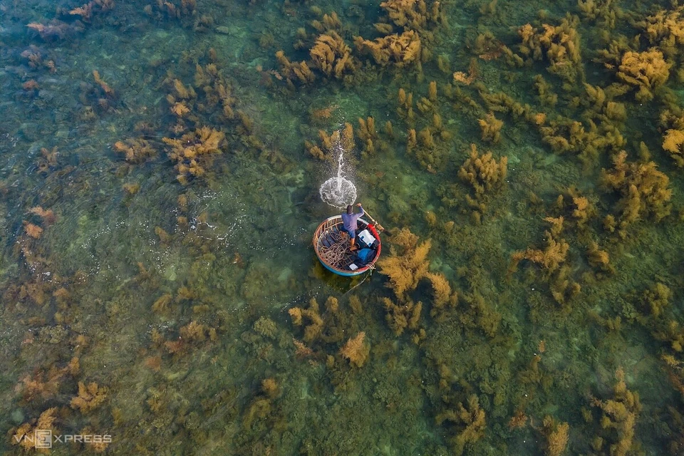 De juin à août, les pêcheurs de la commune de Binh Châu, district de Binh Son (Quang Ngai) utilisent des kouffas (bateaux paniers) pour attraper les algues, les Siganus canaliculatus, les seiches. Photo: vnexpress 