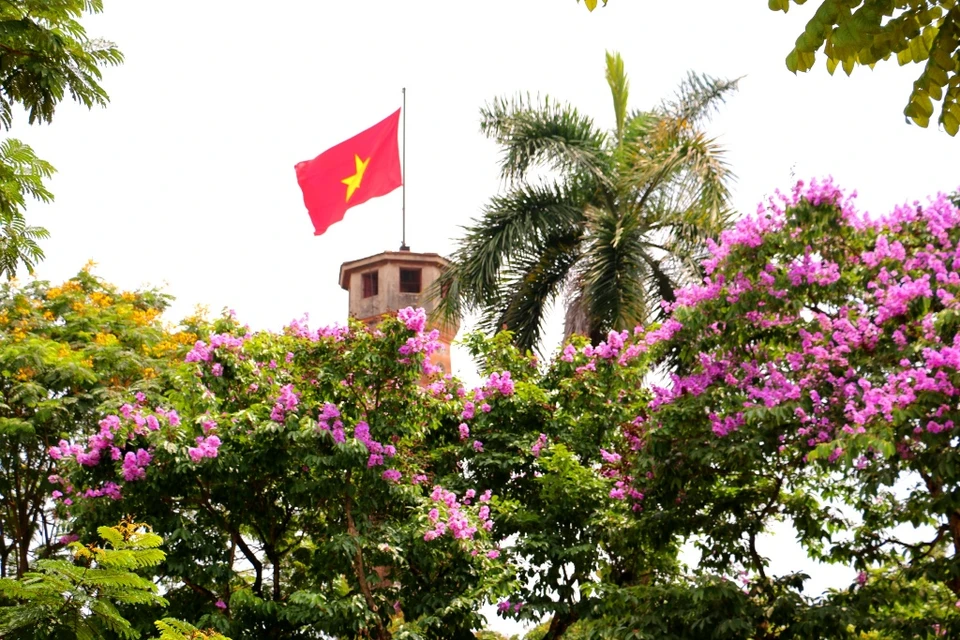 Dans le concert estival, les fleurs mauves des Bang Lang apportent une note douce à la capitale de Hanoi. 