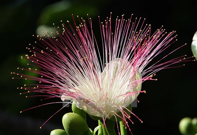 Les fleurs de badamiers resplendissent sur l’île de Son Ca. 