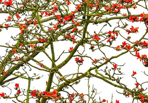 Le kapokier a pour nom scientifique bombax ceiba. Cet arbre appartenant à la famille des bombacacées est planté pour la plupart dans les pays asiatiques dont la Malaisie, l’Indonésie, la Chine et le Vietnam. 