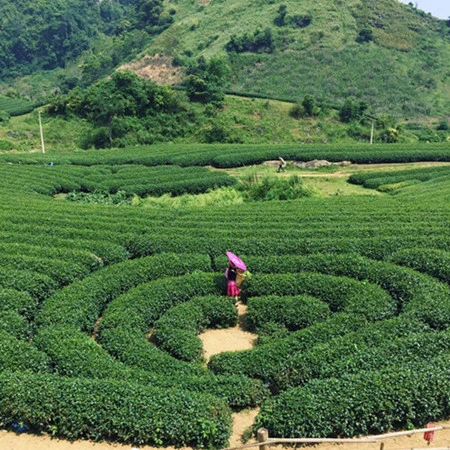 La vallée de l’Amour est la destination la plus plébiscitée par les jeunes à Môc Châu.