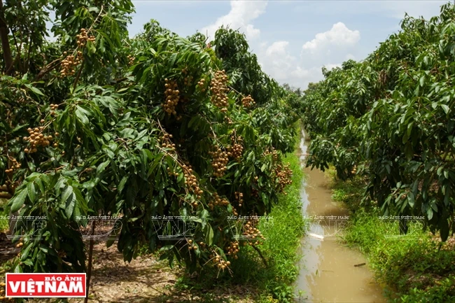 Beaucoup de cultivateurs de Thoi An se tournent vers les longaniers ido.