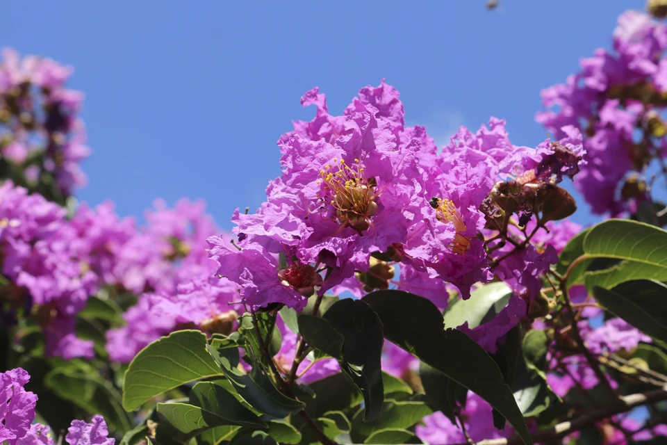 Si vous êtes fan des fleurs de myrte de crêpe violet (connu scientifiquement sous le nom de Lagerstroemia), n'hésitez pas à réserver des billets dès maintenant pour visiter la province de Ninh Thuan (Centre) et admirer ces arbres en fleurs. Photo: VNA