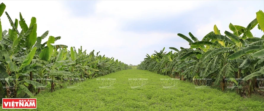 Une bananeraie de 100 hectares dans la commune de Khai Thai, district de Phu Xuyen, à Hanoï 