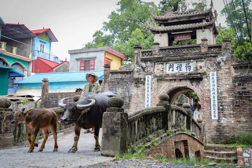 Le village de Uoc Lê conserve encore l'âme vietnamienne dans son architecture, avec des toits de tuiles, des puits anciens, une maison communale et des rizières parfumées... À la différence des trois autres villages célèbres qui sont devenus des sites touristiques comme le village de Duong Lâm, le village de céramique de Bat Tràng, le village de Cuu de Phu Xuyên, le village de Uoc Lê s’est un peu replié sur lui-même et beaucoup de gens ne connaissent que ses délicieux « gio cha », sans connaître vraiment le village lui-même, pourtant symbolique de l’histoire des villages du delta du fleuve Rouge. Photo: Vietnamplus