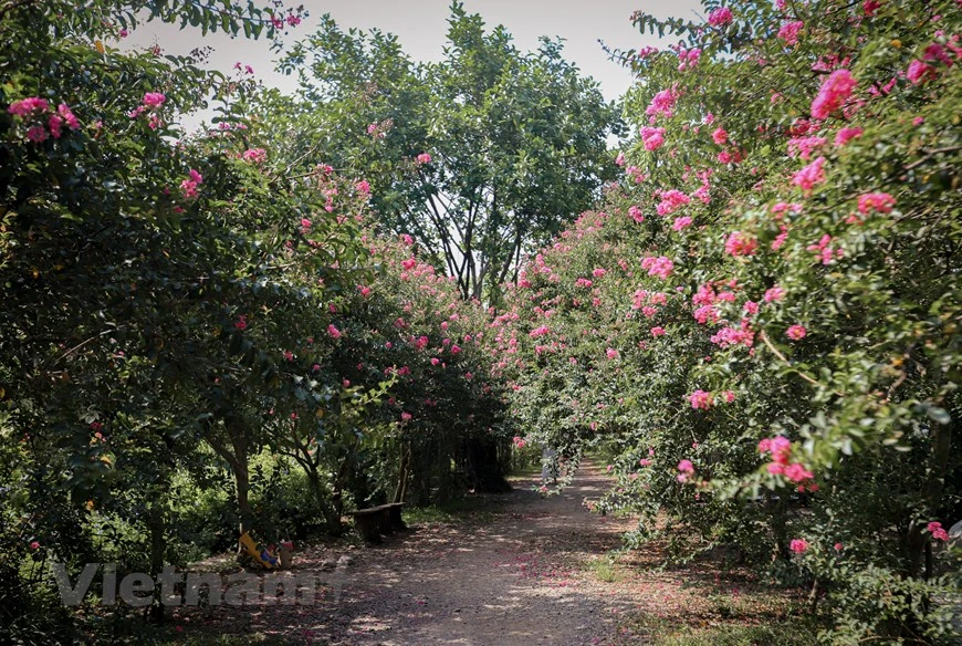 Ces dernières jours, un coin du Jardin botanique du Vietnam, dans la commune de Tam Hiep, district de Thanh Tri à Hanoï, est égayé par des fleurs de lilas des Indes. On l’appelle aussi le lilas d’été : il fleurit tard (selon les variétés entre la mi-juillet et la fin septembre) et la forme de ses fleurs fait penser à celles du lilas. Son nom scientifique est Lagerstroemia indica. Le Lilas des Indes est un arbuste vigoureux qui peut ressembler à un petit arbre, originaire de Chine et des régions tempérées et tropicales de l'Asie et de l'Australie. Sa rusticité est variable selon les régions mais si les étés sont chauds, il résistera mieux grâce à l'aoûtement du bois. Photo: Vietnamplus