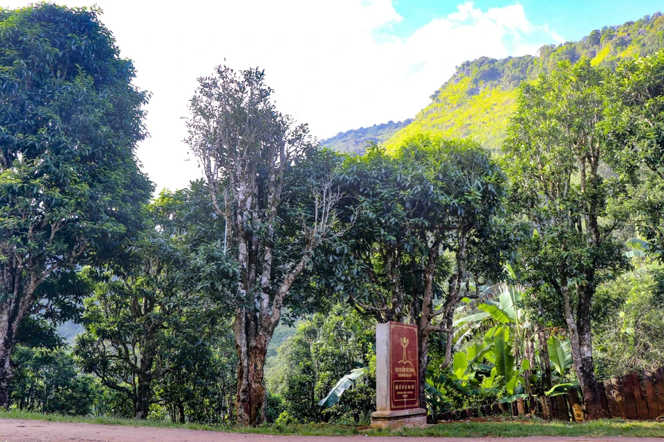 Les théiers Shan Tuyêt du district de Tua Chua ont été reconnus "arbres du patrimoine vietnamien". Photo: VNA