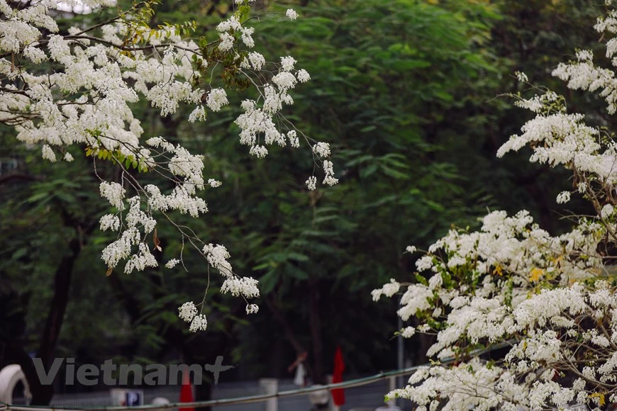 Chaque année, à la fin de février et au début de mars, quand le temps est encore un peu froid, les fleurs "sua" commencent à fleurir dans les rues et ruelles de la capitale. De nombreuses personnes comparent les fleurs "sua" du Vietnam à celles des cerisiers du Japon, car elles dégagent une beauté similaire. La beauté des fleurs "sua" est étroitement liée à l'image de Hanoï d'antan. Selon des experts, il y a deux espèces d'arbres "sua" : blanc et rouge. Si les fleurs du premier s'épanouissent entre février et mars, ceux du 2e apparaissent un peu plus tard, soit en avril. Photo : Minh Sơn/Vietnam+