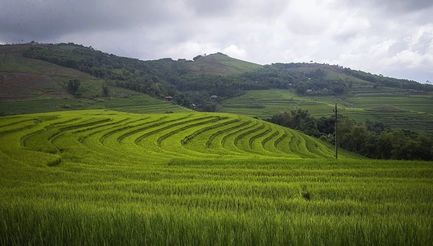 Ces rizières en terrasses de 400 ha ressemblent à des couches de soie courant le long des collines et des montagnes. 