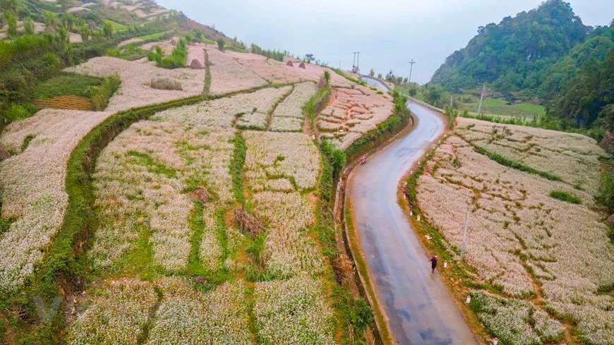 Située à l'extrême-Nord du Vietnam, la province montagneuse de Hà Giang (au Nord-Ouest) est bien connue pour la beauté de ses espaces naturels tels que le plateau de Dong Van, le col de Ma Pi Leng, les champs de sarrasin en fleurs... Non seulement connue pour des routes sinueuses nichées au pied de montagnes majestueuses et spectaculaires ou des belles vues dans des villages traditionnels des groupes ethniques locaux, la province de Hà Giang est aussi une destination de prédilection de nombre de touristes, vietnamiens comme étrangers, pour les saisons des fleurs de prunier, de pêche,…, en particulier la saison des fleurs de sarrasin.