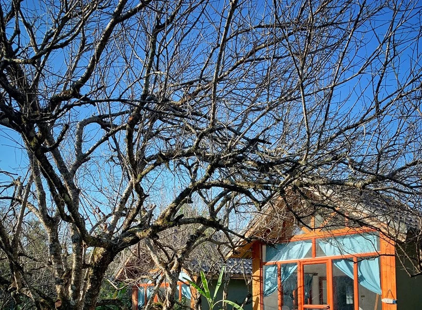 Situé au milieu d’une colline d’abricotiers, le homestay Mama’s house est une destination de prédilection de nombreux jeunes et familles. Le homestay se trouve en face de la forêt de pins du village d'Ang dans la commune de Dong Sang, district de Moc Chau, province septentrionale de Son La. Un chemin rustique au milieu du jardin vous emmène aux jolies maisons en bois. Vers le week-end, le homestay est souvent bondé. Outre un paysage romantique, il offre un prix de location d'une chambre assez raisonnable, de 600.000 dongs à plus d'un million de dongs. Le homestay dispose également d'une maison sur pilotis pour les grands groupes. 