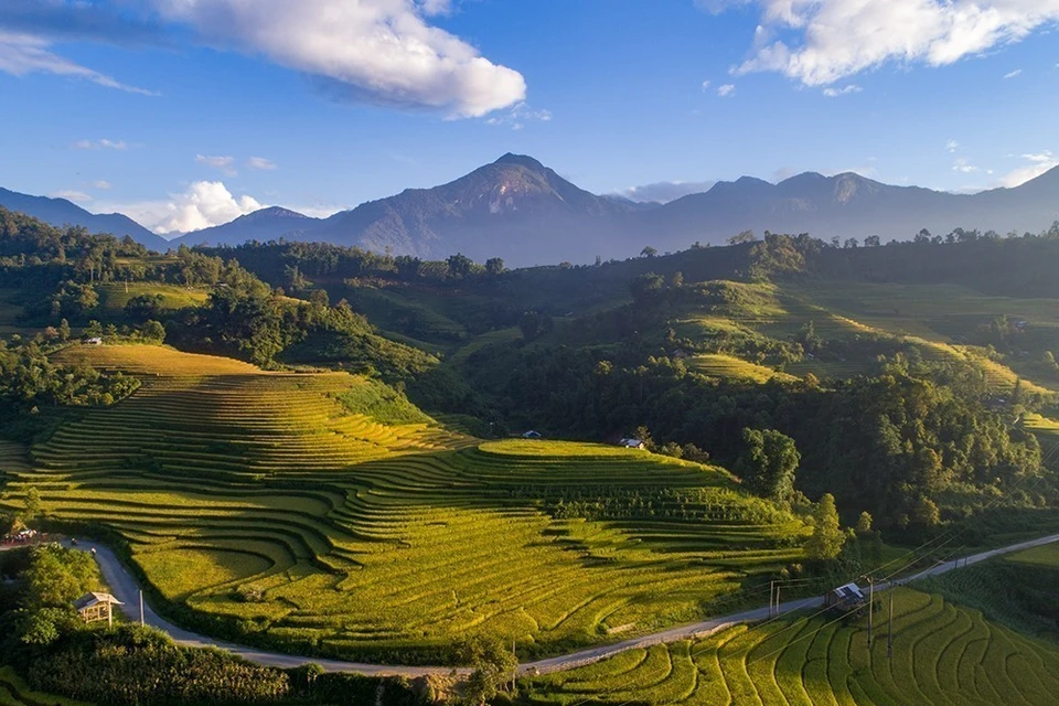 Sapa (province de Lao Cai, Nord-Ouest) est aussi belle qu'une image lorsque les champs en terrasses passent progressivement du vert au jaune.