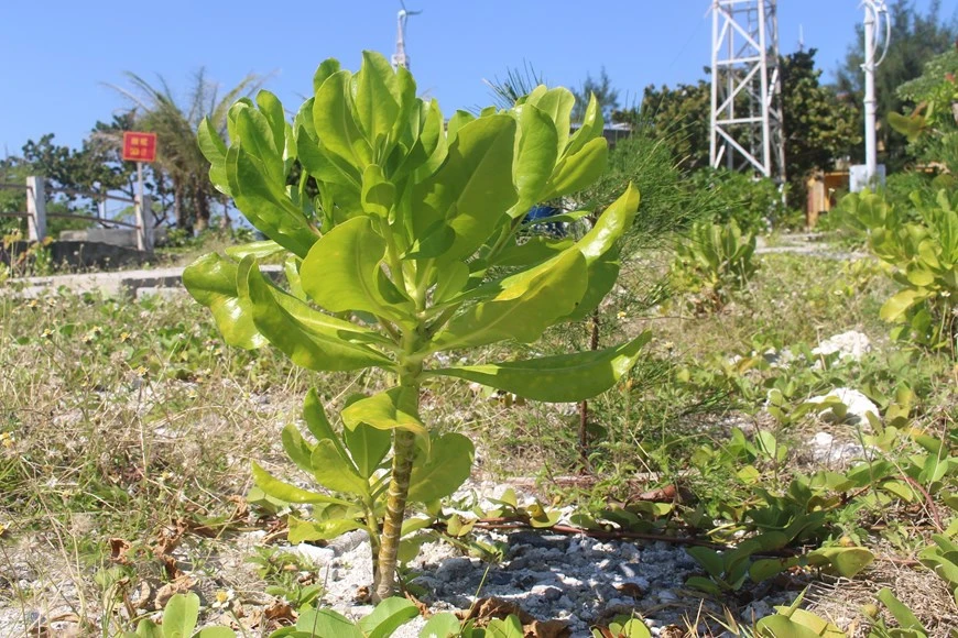  Le manioc marron bord de mer (Scaevola taccada) est toujours vert malgré le soleil et le vent de la mer. Photo: VNA