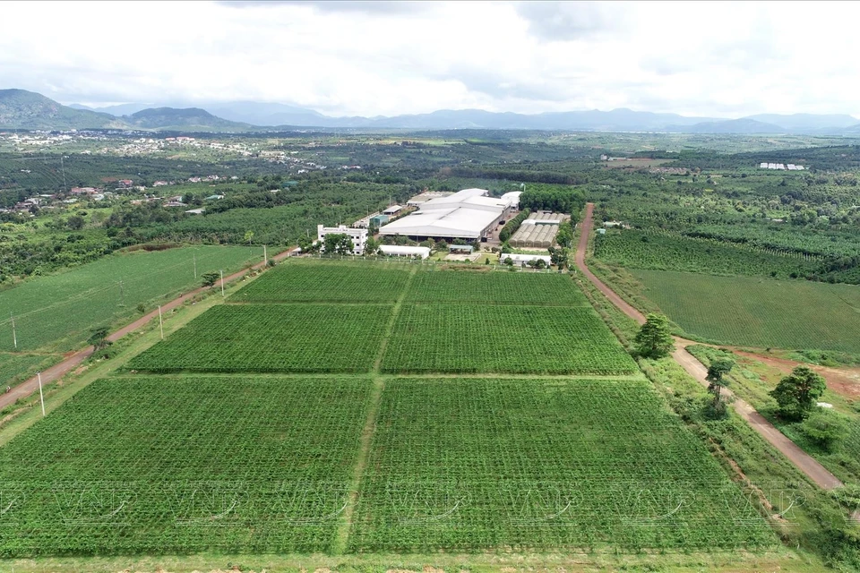 Le centre de transformation de fruits et légumes de Doveco Gia Lai est situé au milieu d'une vaste zone de matières premières du district de Mang Yang, province de Gia Lai.