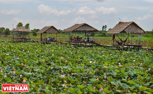 En juillet, les lotus commencent à s'épanouir à Dong Sen Go Thap.