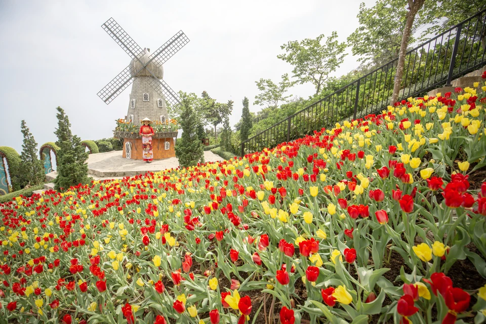  Le jardin de tulipes, fleurissant à une altitude de 986 mètres au-dessus du niveau de la mer, donne une nouvelle physionomie au mont Ba Den. Photo: VNA