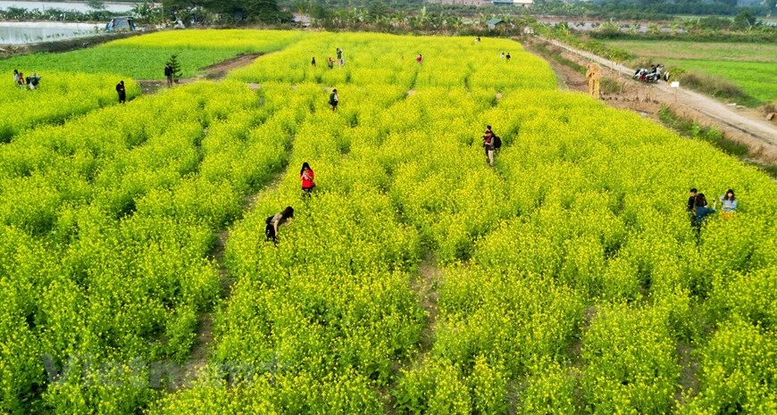  Les champs de choux jaunes s’épanouissent dans le chef-lieu de Trau Quy, district de Gia Lam, en banlieue de Hanoï. Photo: Vietnam+