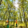 La province de Quang Tri accélère le développement des plantations forestières destinées à la production de bois de gros diamètre. Photo : VNA
