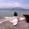 Un requin-baleine mort dans les eaux du village de Ritaebang, dans le district de Flores oriental, province de Nusa Tenggara oriental (NTT), en Indonésie. Photo diffusée par la VNA