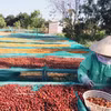 Au cours des huit premiers mois de 2026, le Vietnam a exporté près de 1,7 million de tonnes de café pour plus de 6 milliards de dollars. Photo: VNA