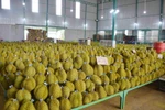 De nombreux produits agricoles vietnamiens sont très "chauds" sur le marché international