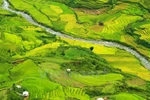 Le riz commence à mûrir à Mu Cang Chai
