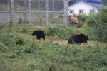 Un refuge sûr pour les ours à bile du Vietnam