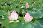 En été, rendez-vous au bord des étangs de lotus à Ninh Binh 