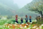 Moc Chau – Destination attrayante de la région montagneuse