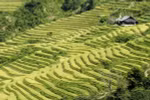 Des rizières en terrasses de Mu Cang Chai. (Source :VNA)