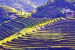 Les Semaines culturelles et touristiques de Muong Lo et Mu Cang Chai en septembe