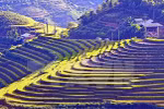 Les Semaines culturelles et touristiques de Muong Lo et Mu Cang Chai en septembe